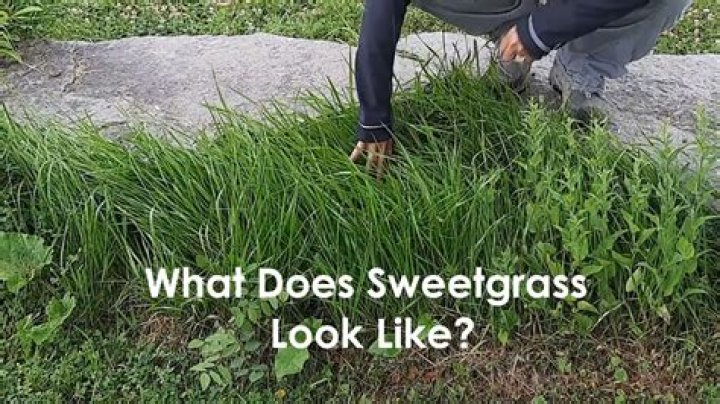 Where do you find sweetgrass