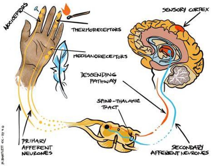 Where do you find Thermoreceptors