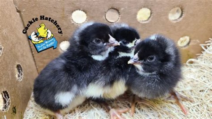 Where do you get baby chicks