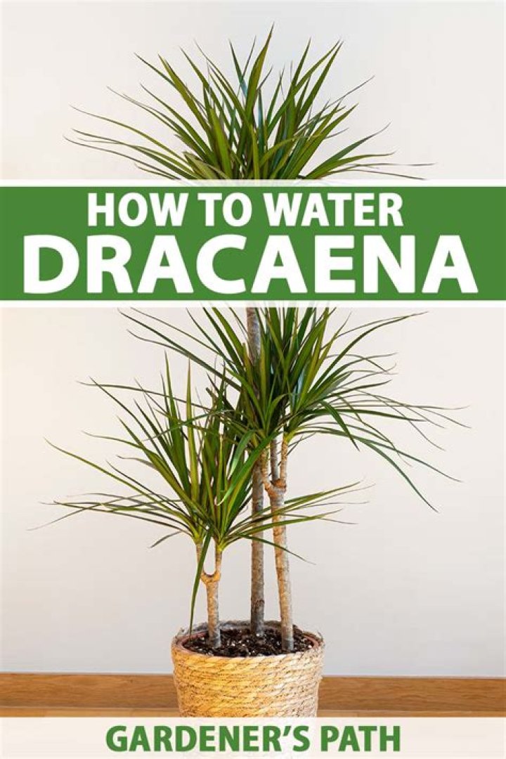Where do you put Dracaena