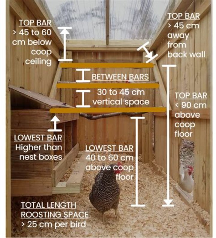 Where do you put perches in a chicken coop
