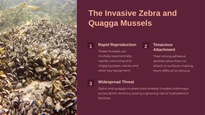 Where do zebra mussels make colonies