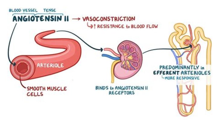 Where does angiotensin II act on the kidney