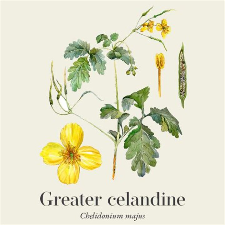 Where does celandine grow