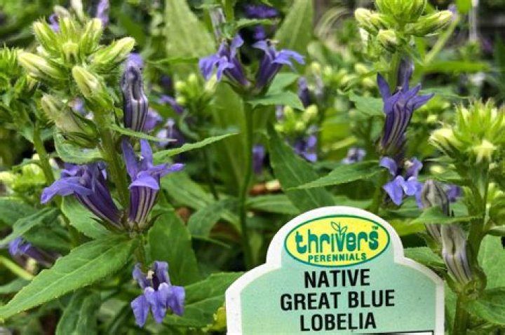 Where does Lobelia grow in Queen Victoria