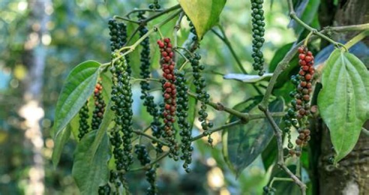 Where does mountain pepper grow