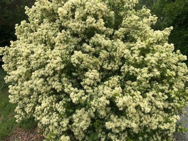 Where does myrtle grow