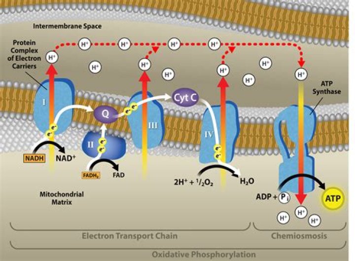 Where does oxidative phosphorylation take place in human cells