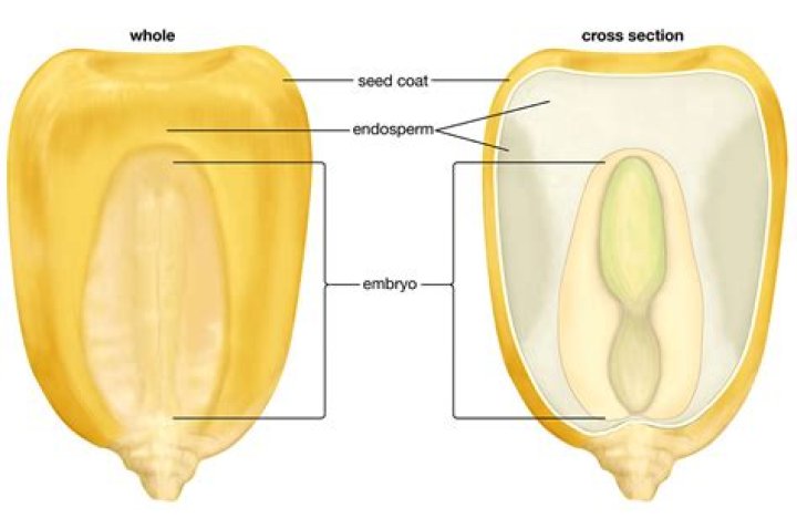Where does popcorn kernel come from