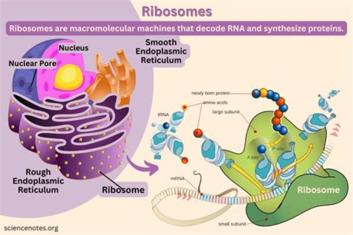 Where does ribosome synthesis occur