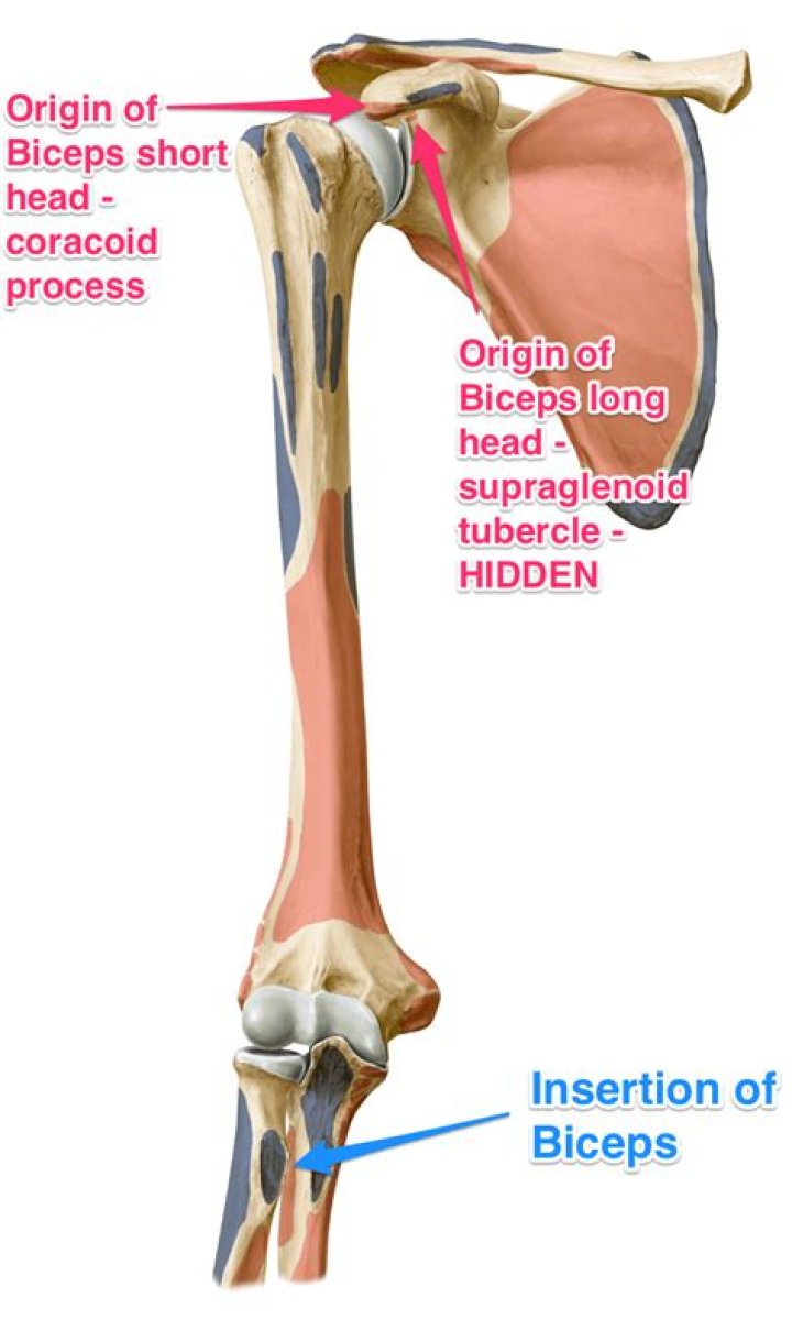 Where does short head of biceps attach