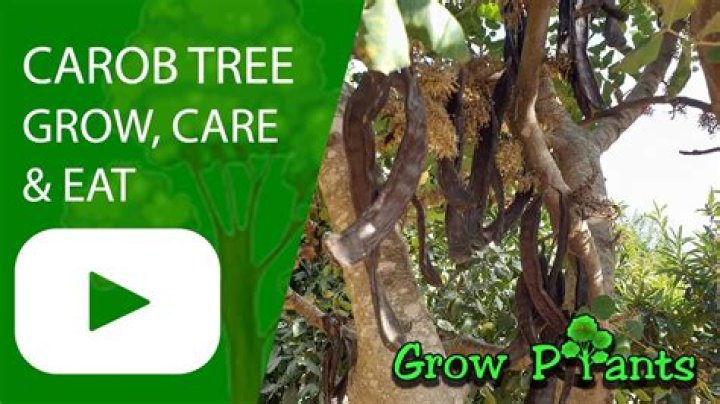 Where does the carob tree grow
