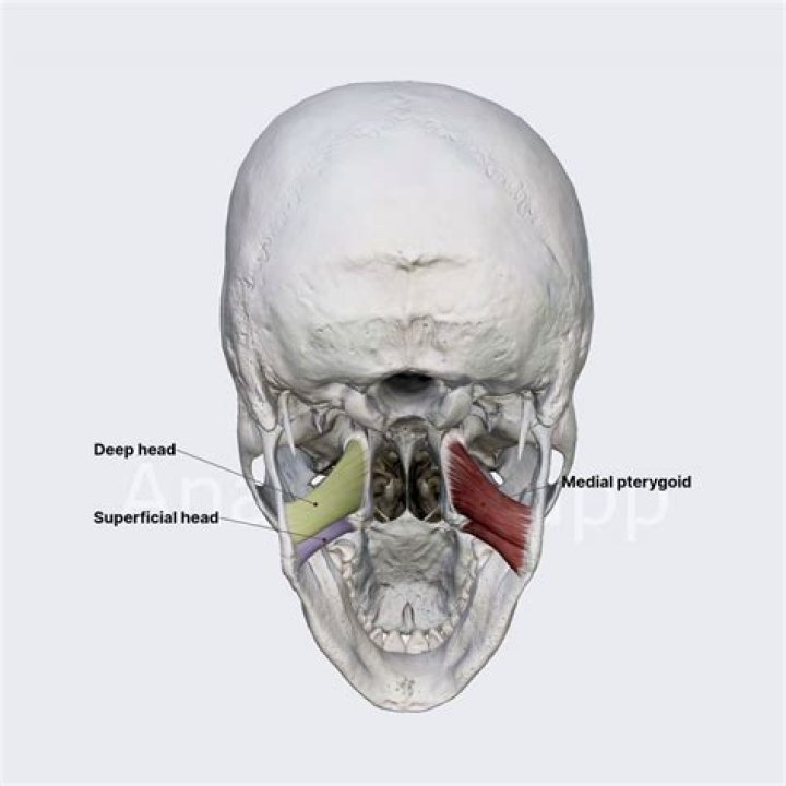 Where does the lateral pterygoid muscle insertion