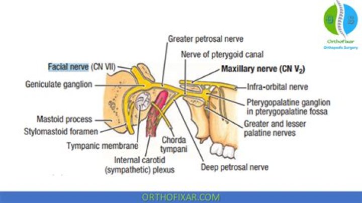Where does the lesser petrosal nerve come from