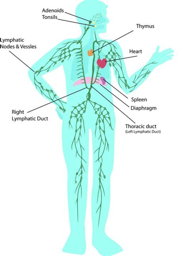 Where does the thoracic lymphatic duct drain into
