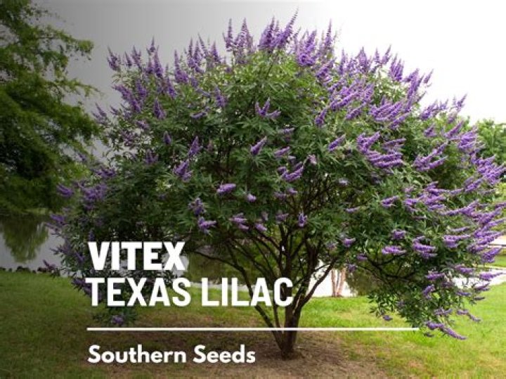 Where does the vitex tree grow