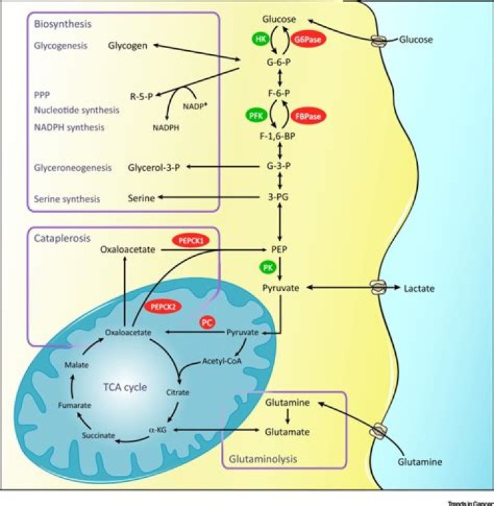 Where in the cell does gluconeogenesis occur