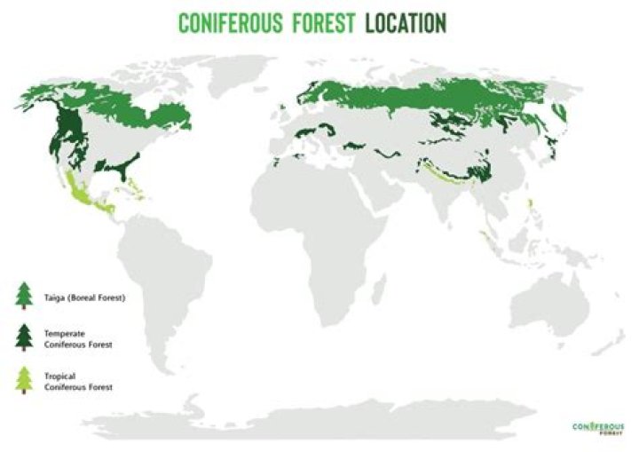 Where in the world are coniferous forests