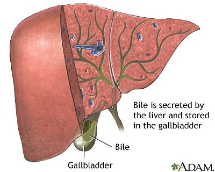 Where is bile formed