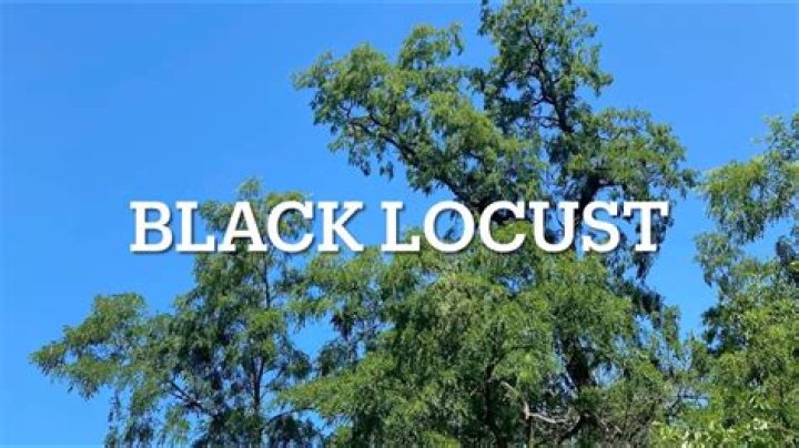 Where is black locust native