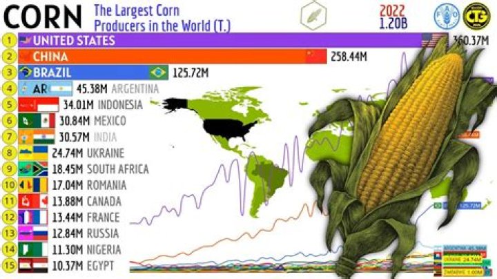 Where is corn grown in India