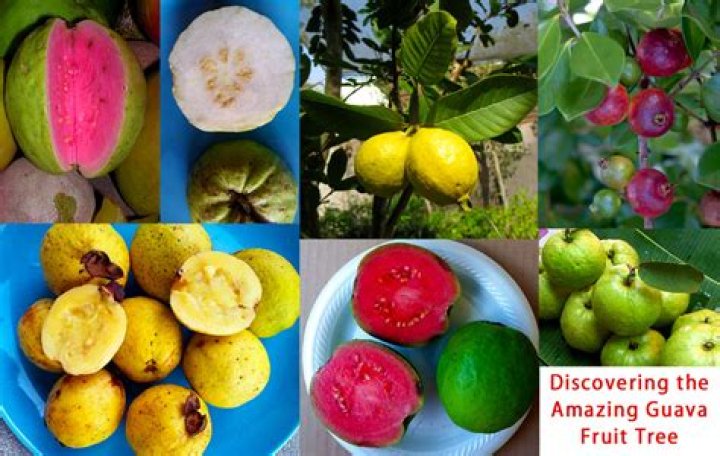Where is guava grown India