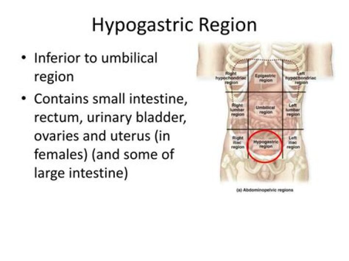 Where is Hypogastric