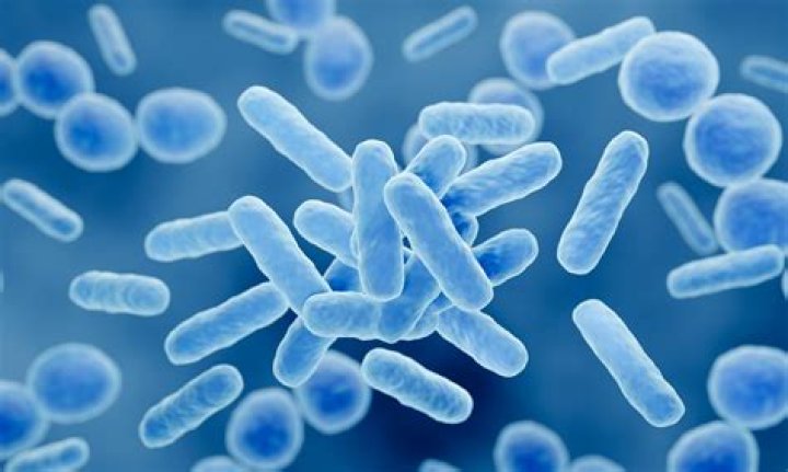 Where is Lactobacillus bulgaricus naturally found