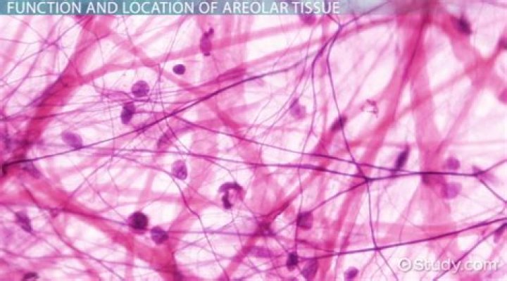 Where is loose Areolar connective tissue found