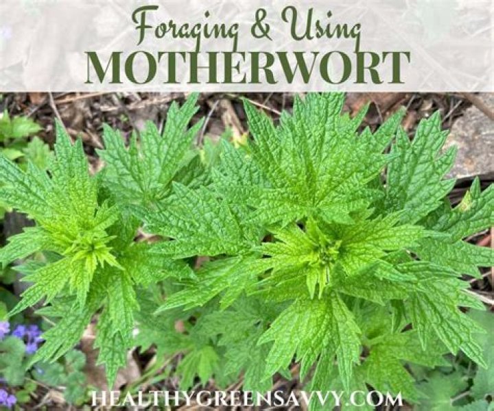 Where is motherwort found