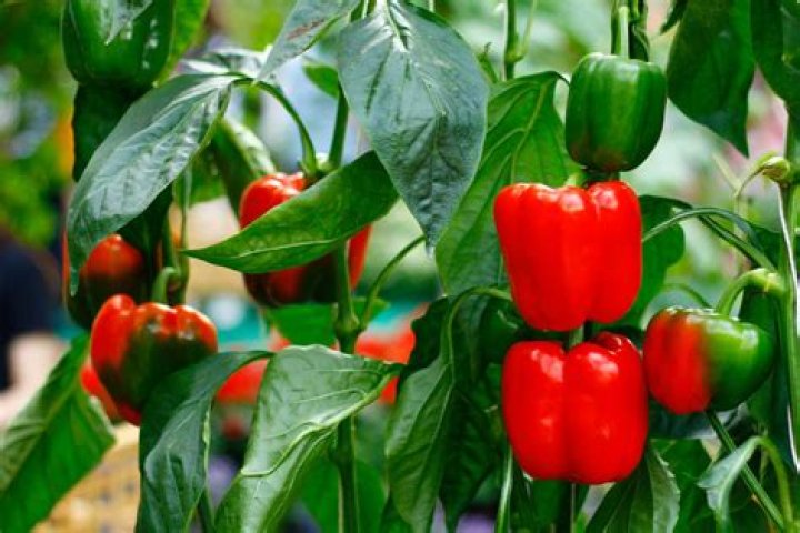 Where is paprika grown today