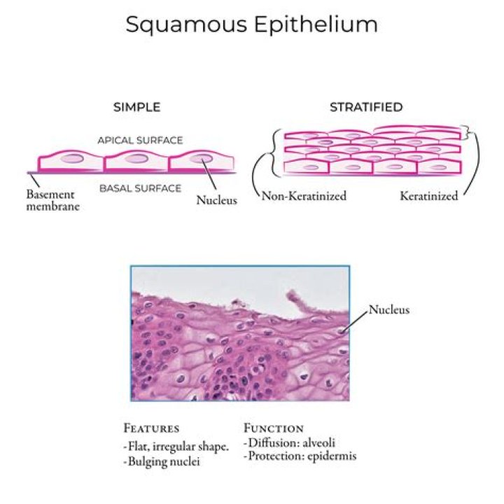 Where is simple squamous epithelium function