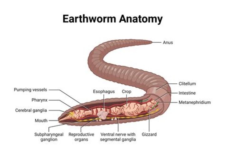 Where is the aortic arches located in an earthworm