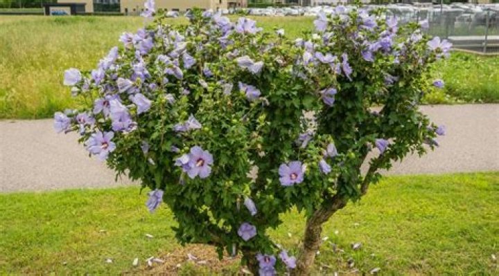 Where is the best place to plant a hibiscus plant