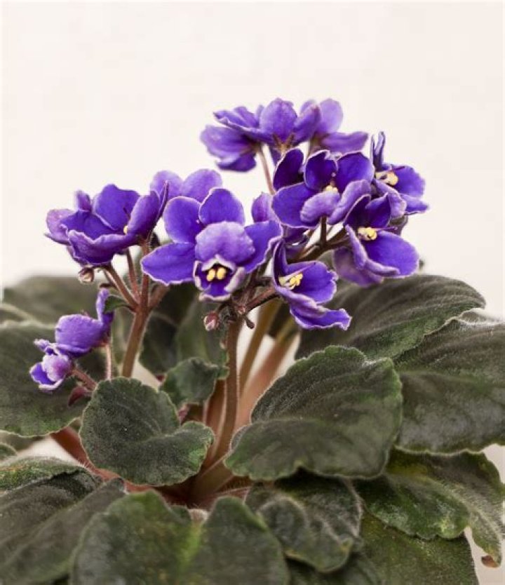 Where is the best place to put an African violet