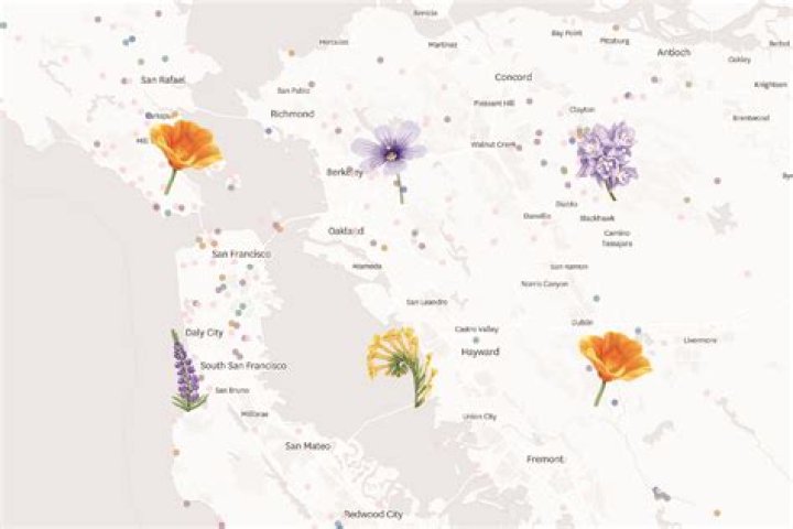 Where is the best place to see the super bloom