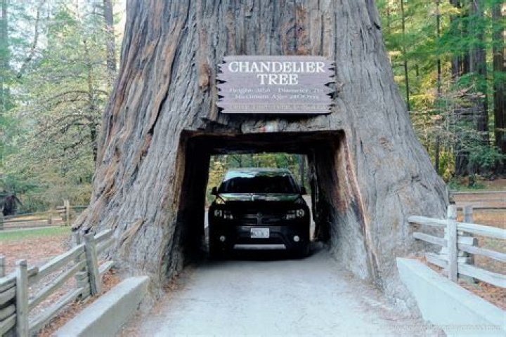 Where is the big tree you can drive through