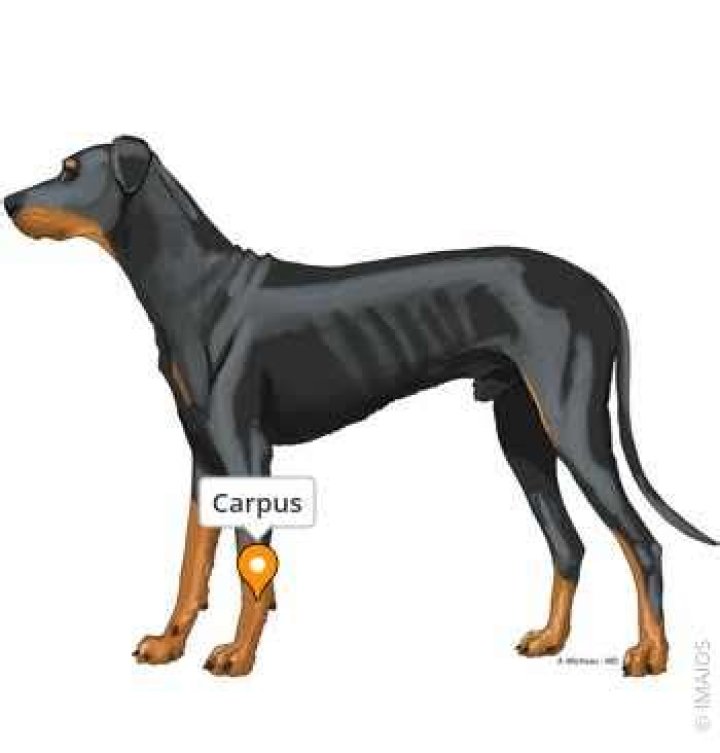 Where is the carpus on a dog