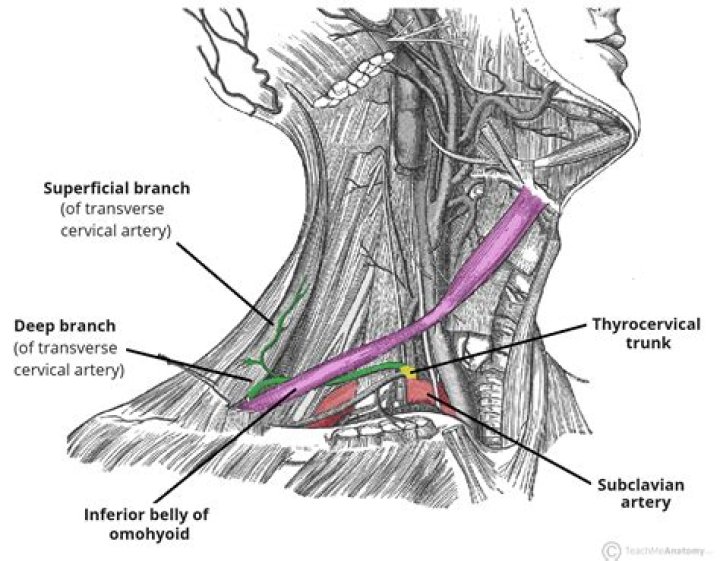 Where is the cervical artery