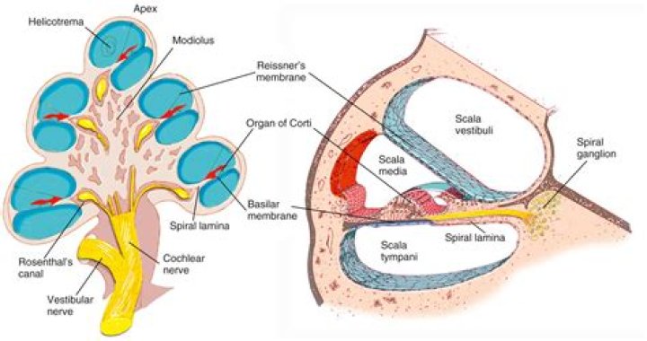Where is the cochlear nucleus located in the ear