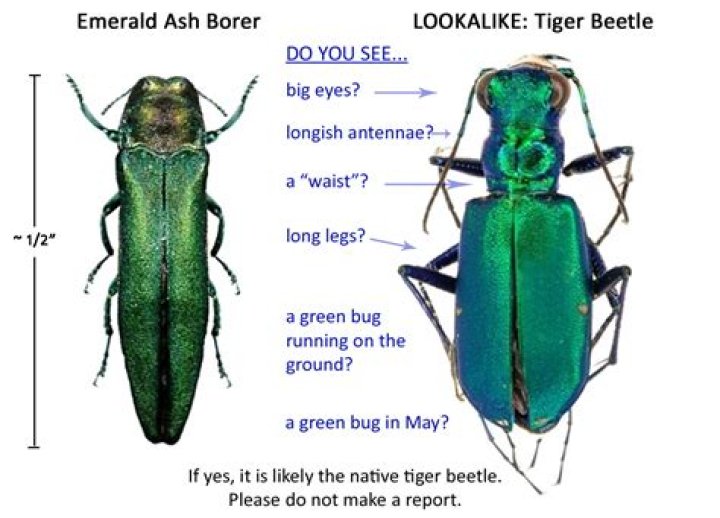 Where is the emerald ash borer from