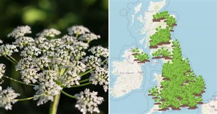 Where is the giant hogweed from