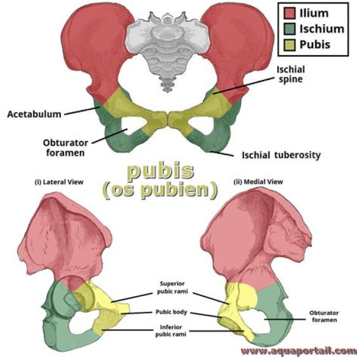 Where is the mons pubis area
