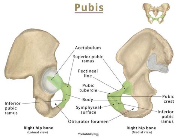 Where is the pubic Ramus