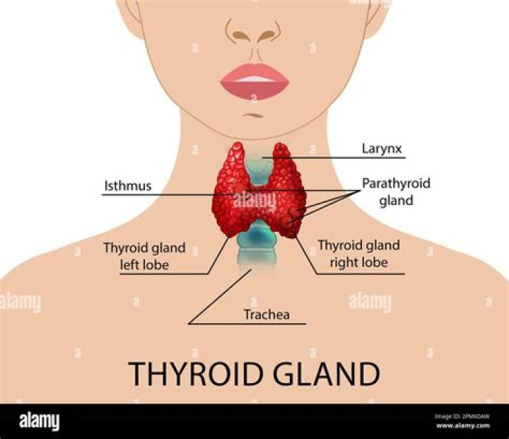Where is the thyroid gland located