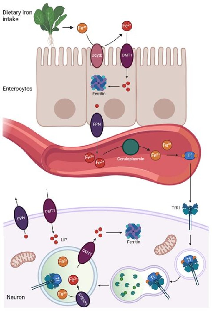 Where is transferrin receptor found