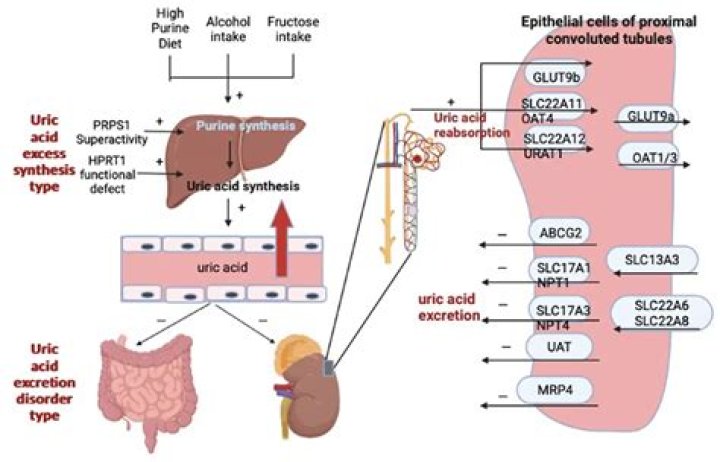 Where is uric acid metabolized