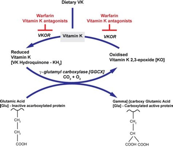 Where is Vitamin K synthesized