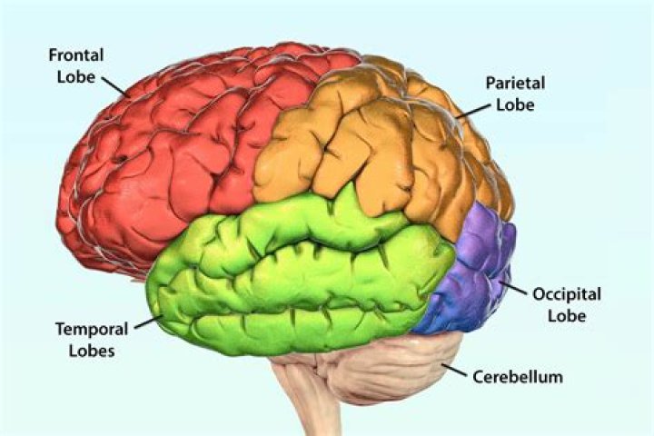 Where is your brain located