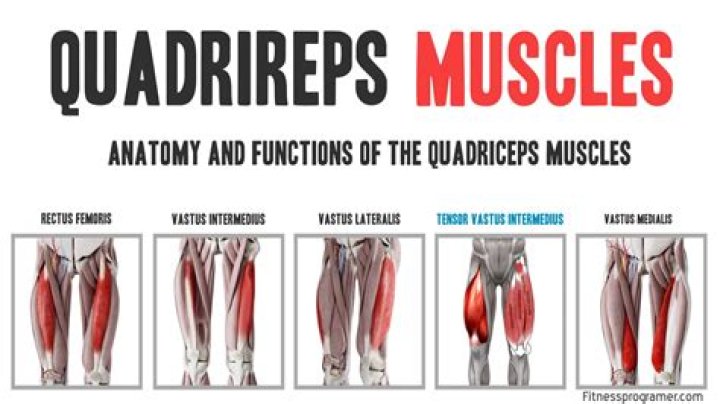 Where is your quad muscle located